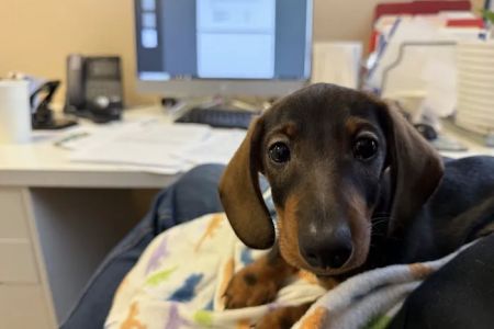 Greentree Animal Hospital