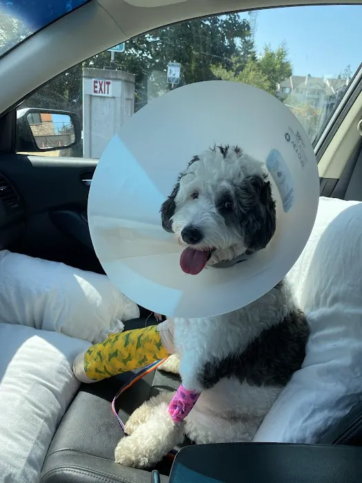 South Seattle Veterinary Hospital 3