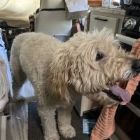 South Seattle Veterinary Hospital ico