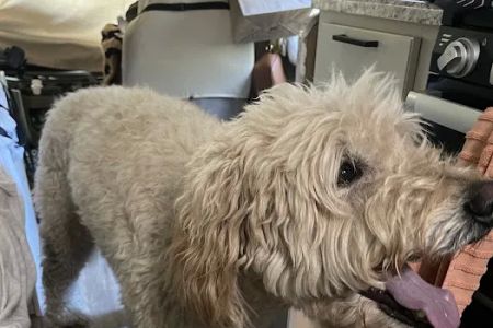 South Seattle Veterinary Hospital