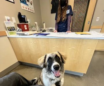 Eastside Veterinary Associates - Renton / Newcastle