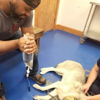 Big Thicket Veterinary Clinic- New Caney ico