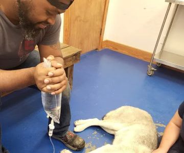 Big Thicket Veterinary Clinic- New Caney