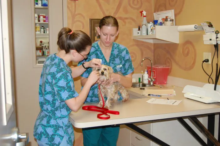 VCA Ashford Animal Hospital 5