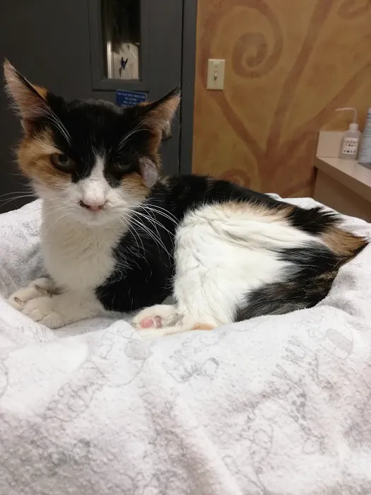 VCA Ashford Animal Hospital 1