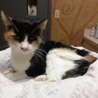 VCA Ashford Animal Hospital ico
