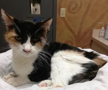 VCA Ashford Animal Hospital