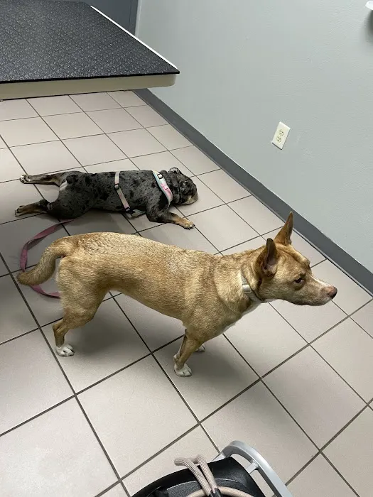 VCA Ashford Animal Hospital 2