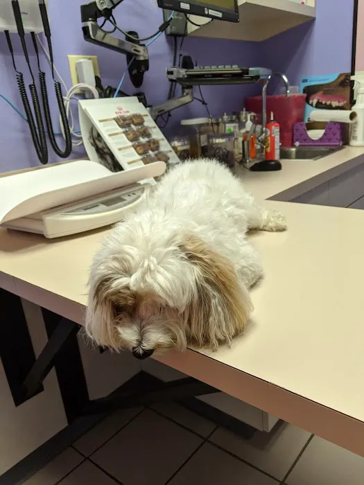 VCA Ashford Animal Hospital 8