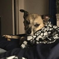 West Houston Veterinary Medical Associates ico
