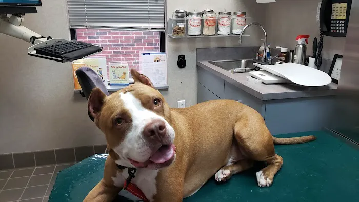 West Houston Veterinary Medical Associates 12
