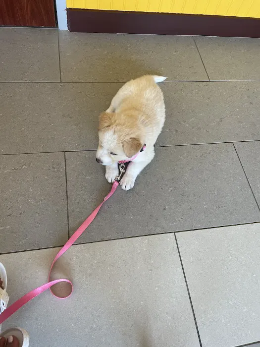 Happy Pets Vets 12
