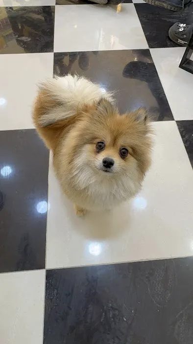 Happy Pets Vets 12