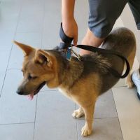Happy Pets Vets ico