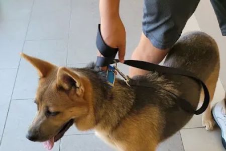 Happy Pets Vets