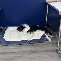 Animal Dental Center of Cypress ico
