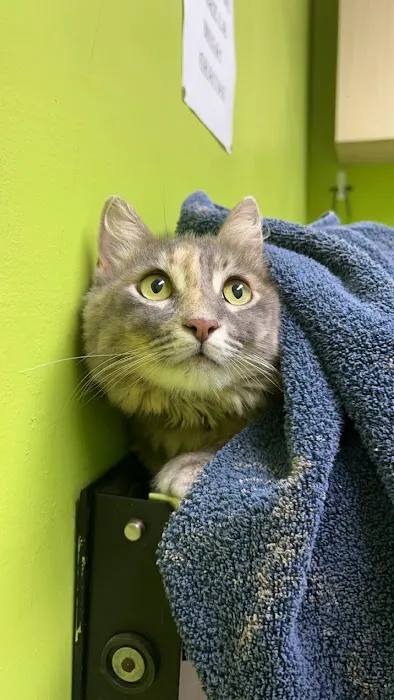 Neighbors' Animal Wellness Clinic 12