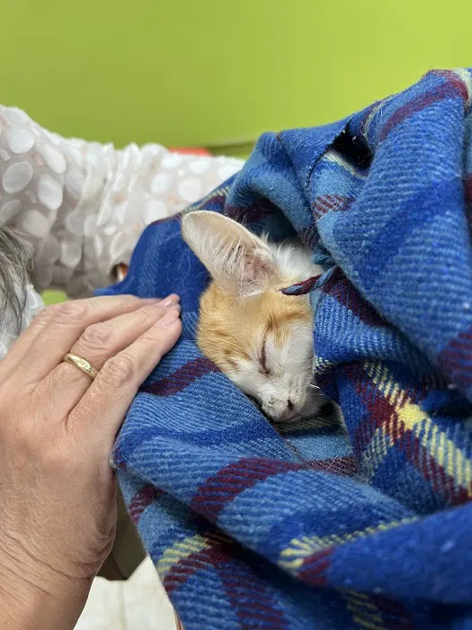 Neighbors' Animal Wellness Clinic 12