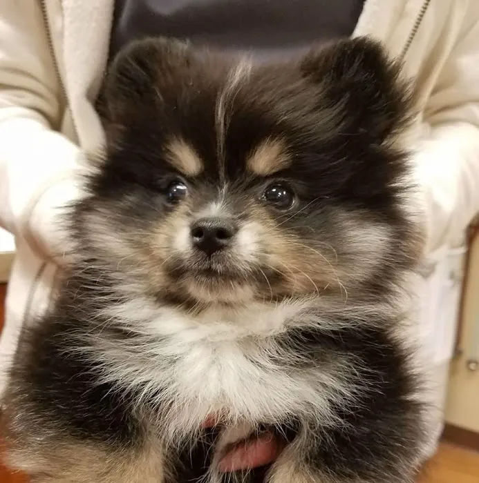 Neighbors' Animal Wellness Clinic 12
