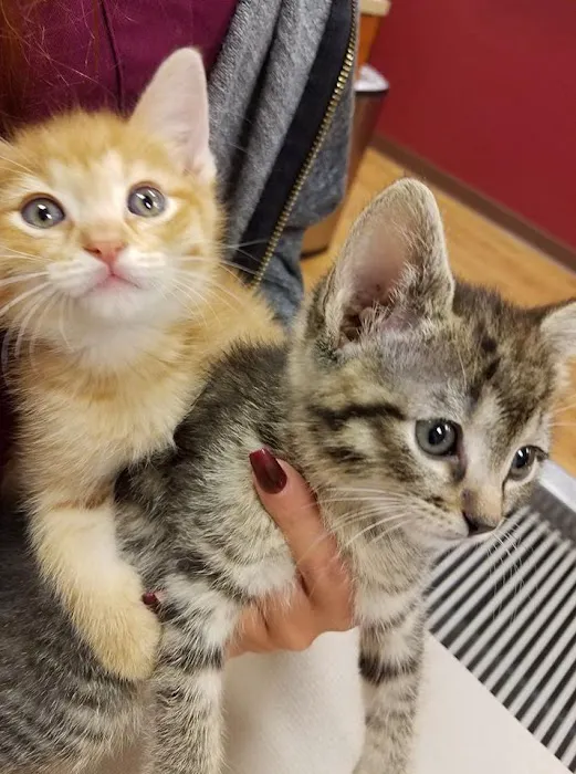 Neighbors' Animal Wellness Clinic 12