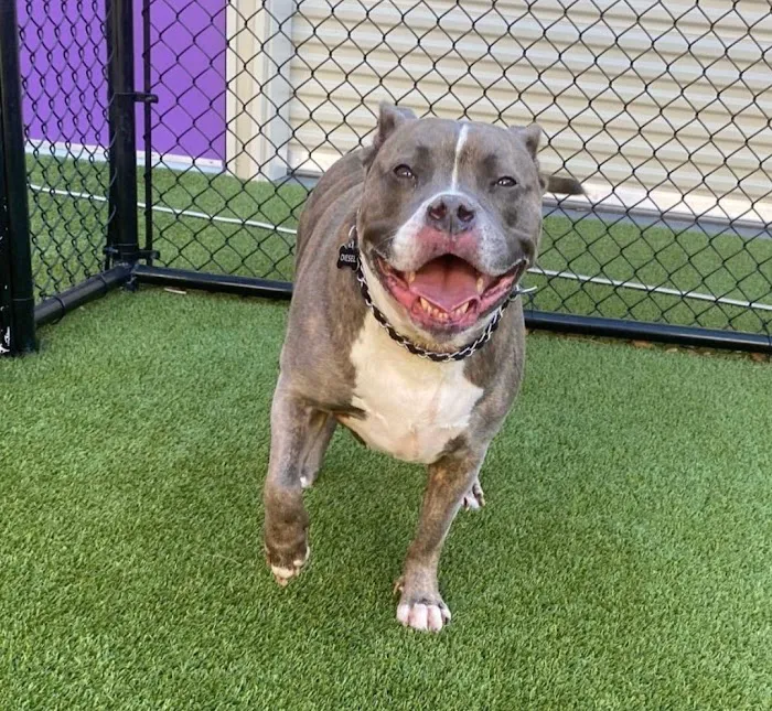 Affordable Pet Clinic Katy 12