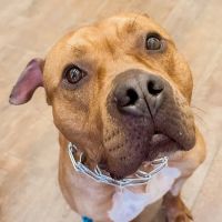 Affordable Pet Clinic Katy ico