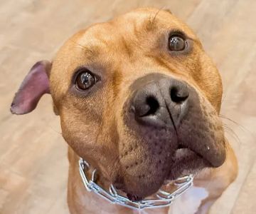 Affordable Pet Clinic Katy