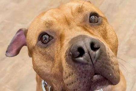 Affordable Pet Clinic Katy