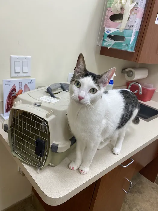 Affordable Pet Clinic Katy 12
