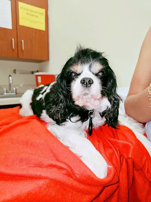 Affordable Pet Clinic Katy 12