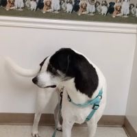 Fry Road Animal Clinic ico