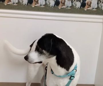 Fry Road Animal Clinic