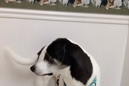 Fry Road Animal Clinic