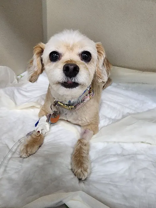 BluePearl Pet Hospital Katy 12