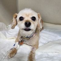BluePearl Pet Hospital Katy ico