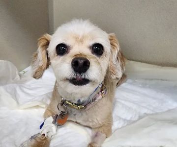 BluePearl Pet Hospital Katy