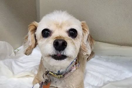 BluePearl Pet Hospital Katy