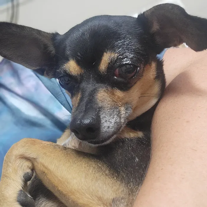 BluePearl Pet Hospital Katy 12