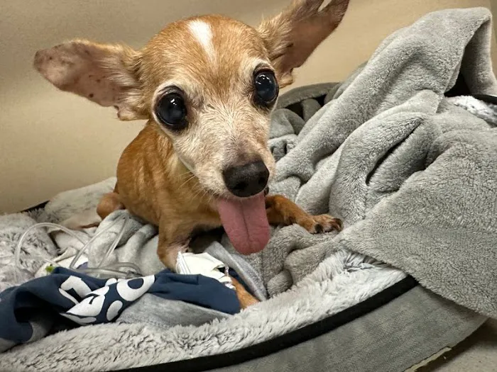 BluePearl Pet Hospital Katy 12