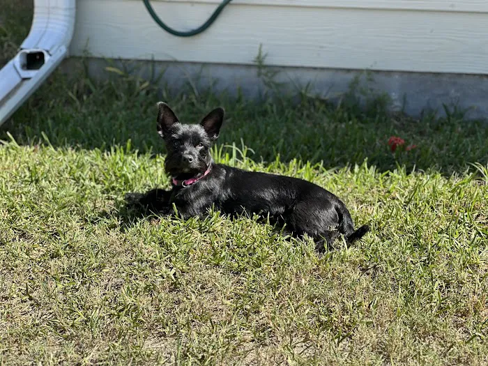 Banfield Pet Hospital 12