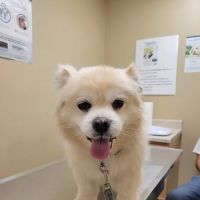 Alief Animal Hospital ico