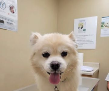Alief Animal Hospital
