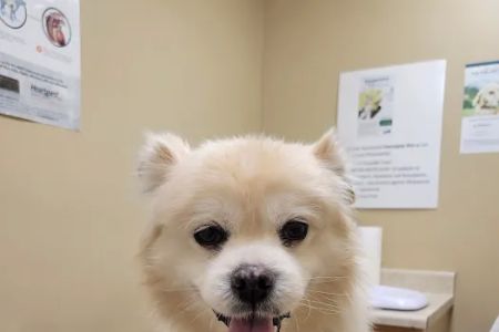 Alief Animal Hospital