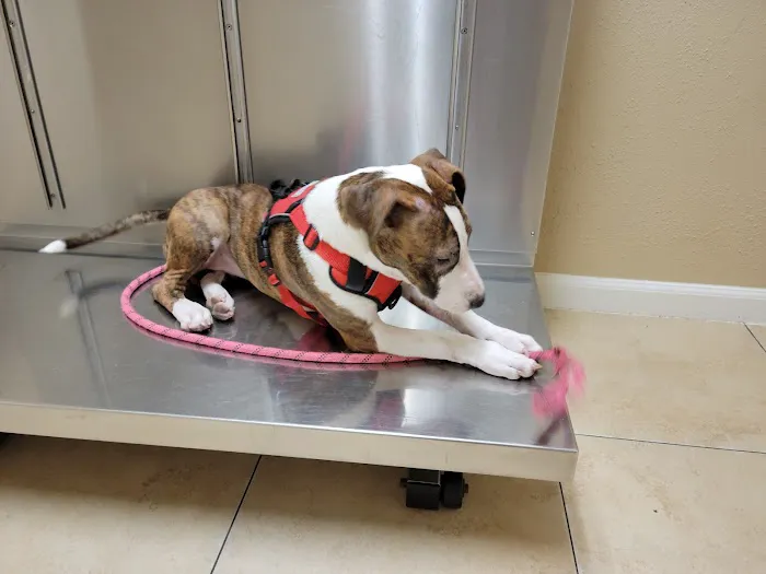Alief Animal Hospital 12