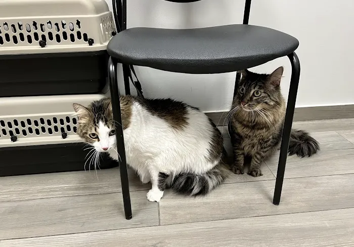 Above & Beyond Veterinary Hospital 12