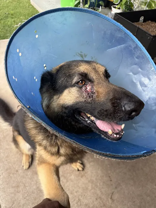 Houston Humane Society Animal Clinic 8