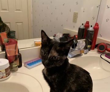 Parkwood Animal Hospital & Boarding