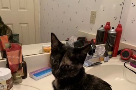 Parkwood Animal Hospital & Boarding