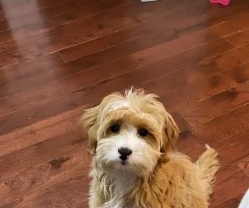Queens Puppy