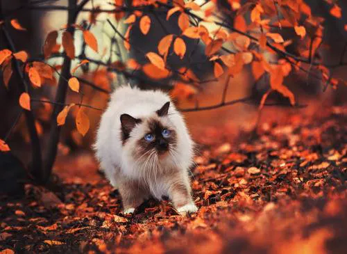 Pet Vet Animal Hospitals - Baybrook Mall 12